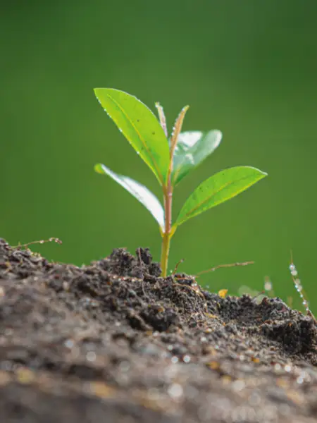 Fertilizzanti naturali e innovativi di alta qualità Fusto della pianta appena nata